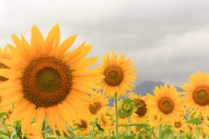 ひまわり、9月の夏の花、三重県いなべ市の観光・撮影スポットの画像と写真