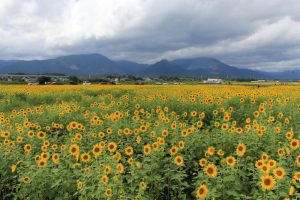 藤原岳・ひまわり、9月の夏の花、三重県いなべ市の観光・撮影スポットの画像と写真