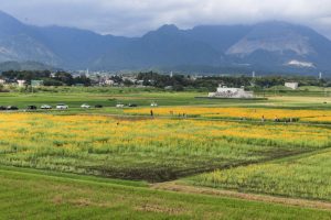藤原岳・ひまわり、9月の夏の花、三重県いなべ市の観光・撮影スポットの画像と写真