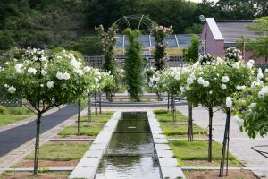 花フェスタ記念公園、バラ、5月の夏の花、岐阜県可児市の観光・撮影スポットの画像と写真