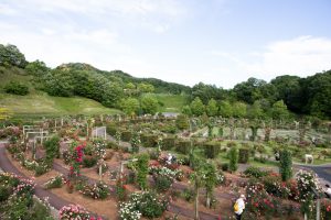 花フェスタ記念公園、バラ、5月の夏の花、岐阜県可児市の観光・撮影スポットの画像と写真