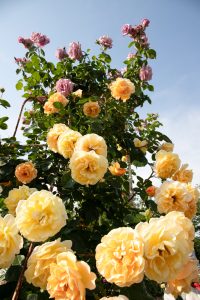 花フェスタ記念公園、バラ、5月の夏の花、岐阜県可児市の観光・撮影スポットの画像と写真