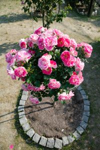 花フェスタ記念公園、バラ、5月の夏の花、岐阜県可児市の観光・撮影スポットの画像と写真