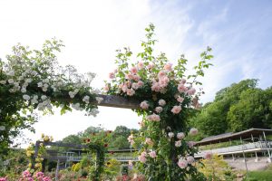 花フェスタ記念公園、バラ、5月の夏の花、岐阜県可児市の観光・撮影スポットの画像と写真