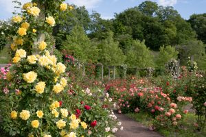 花フェスタ記念公園、バラ、5月の夏の花、岐阜県可児市の観光・撮影スポットの画像と写真