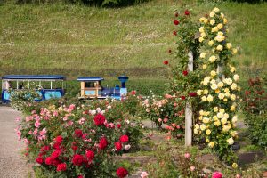 花フェスタ記念公園、バラ、5月の夏の花、岐阜県可児市の観光・撮影スポットの画像と写真