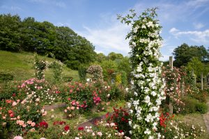 花フェスタ記念公園、バラ、5月の夏の花、岐阜県可児市の観光・撮影スポットの画像と写真