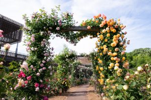 花フェスタ記念公園、バラ、5月の夏の花、岐阜県可児市の観光・撮影スポットの画像と写真