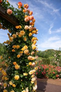 花フェスタ記念公園、バラ、5月の夏の花、岐阜県可児市の観光・撮影スポットの画像と写真