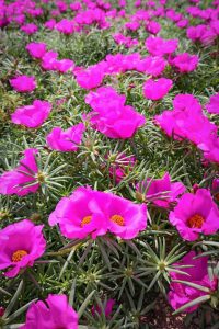 観光農園・花ひろば、松葉ボタン、2019年8月、夏の花、愛知県知多郡南知多町の観光・撮影スポットの画像と写真