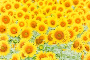 観光農園・花ひろば、ひまわり、2019年8月、夏の花、愛知県知多郡南知多町の観光・撮影観光農園・花ひろば、ひまわり、2019年8月、夏の花、愛知県知多郡南知多町の観光・撮影スポットの画像と写真