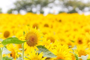 観光農園・花ひろば、ひまわり、2019年8月、夏の花、愛知県知多郡南知多町の観光・撮影スポットの画像と写真