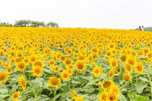 観光農園・花ひろば、ひまわり、2019年8月、夏の花、愛知県知多郡南知多町の観光・撮影スポットの画像と写真