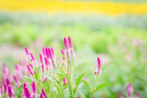 観光農園・花ひろば、ひまわり、2019年8月、夏の花、愛知県知多郡南知多町の観光・撮影スポットの画像と写真