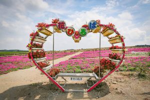 観光農園・花ひろば、松葉ボタン、2019年8月、夏の花、愛知県知多郡南知多町の観光・撮影スポットの画像と写真