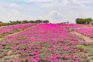 観光農園・花ひろば、松葉ボタン、2019年8月、夏の花、愛知県知多郡南知多町の観光・撮影スポットの画像と写真