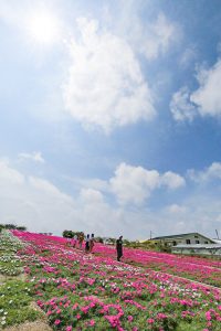 観光農園・花ひろば、松葉ボタン、2019年8月、夏の花、愛知県知多郡南知多町の観光・撮影スポットの画像と写真