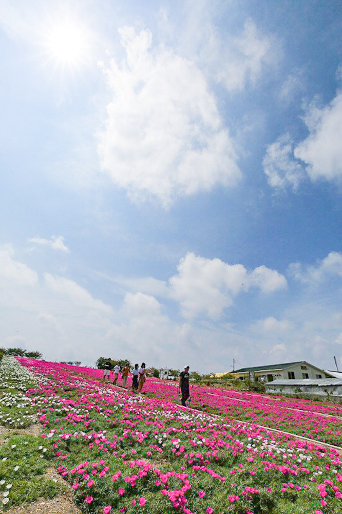 観光農園・花ひろば、ペチュニア、2019年8月、夏の花、愛知県知多郡南知多町の観光・撮影スポットの画像と写真