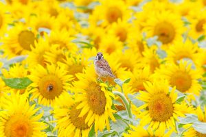 観光農園・花ひろば、ひまわり、2019年8月、夏の花、愛知県知多郡南知多町の観光・撮影スポットの画像と写真