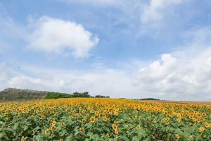 観光農園・花ひろば、ひまわり、2019年8月、夏の花、愛知県知多郡南知多町の観光・撮影スポットの画像と写真
