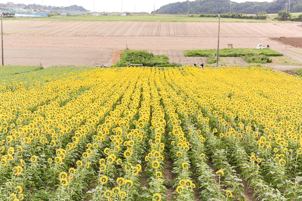 観光農園・花ひろば、ひまわり、2019年8月、夏の花、愛知県知多郡南知多町の観光・撮影スポットの画像と写真