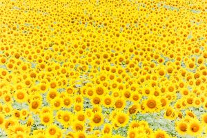 観光農園・花ひろば、ひまわり、2019年8月、夏の花、愛知県知多郡南知多町の観光・撮影スポットの画像と写真