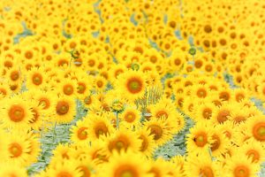 観光農園・花ひろば、ひまわり、2019年8月、夏の花、愛知県知多郡南知多町の観光・撮影スポットの画像と写真