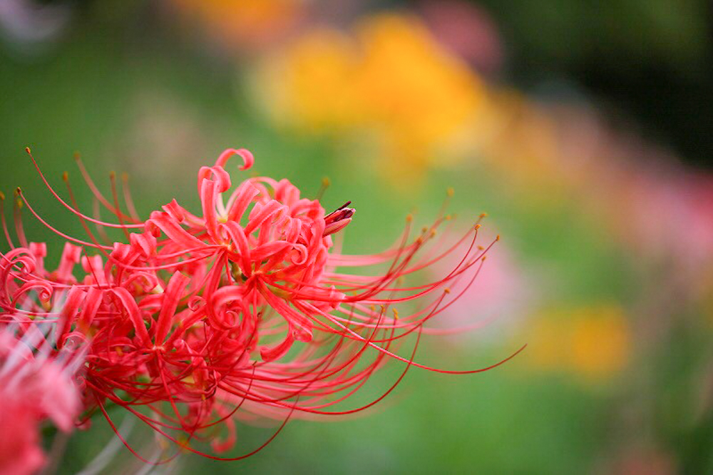 稗田川、彼岸花、リコリス、秋の花、9月、愛知県高浜市の観光・撮影スポットの画像と写真