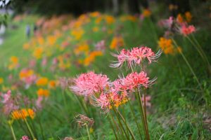 稗田川、彼岸花、リコリス、秋の花、9月、愛知県高浜市の観光・撮影スポットの画像と写真