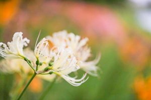 稗田川、彼岸花、リコリス、秋の花、9月、愛知県高浜市の観光・撮影スポットの画像と写真
