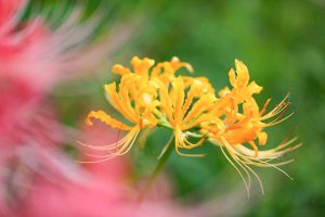 稗田川、彼岸花、リコリス、秋の花、9月、愛知県高浜市の観光・撮影スポットの画像と写真