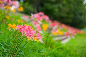稗田川、彼岸花、リコリス、秋の花、9月、愛知県高浜市の観光・撮影スポットの画像と写真稗田川、彼岸花、リコリス、秋の花、9月、愛知県高浜市の観光・撮影スポットの画像と写真