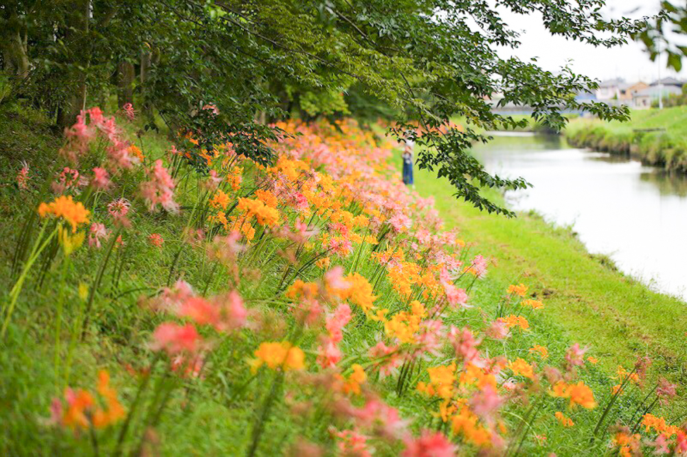 稗田川、彼岸花、リコリス、秋の花、9月、愛知県高浜市の観光・撮影スポットの画像と写真