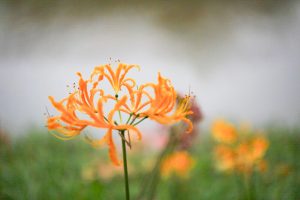 稗田川、彼岸花、リコリス、秋の花、9月、愛知県高浜市の観光・撮影スポットの画像と写真