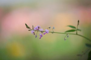 稗田川、秋の花、9月、愛知県高浜市の観光・撮影スポットの画像と写真