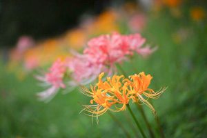 稗田川、彼岸花、リコリス、秋の花、9月、愛知県高浜市の観光・撮影スポットの画像と写真