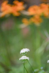 稗田川、秋の花、9月、愛知県高浜市の観光・撮影スポットの画像と写真