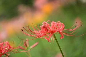 稗田川、彼岸花、リコリス、秋の花、9月、愛知県高浜市の観光・撮影スポットの画像と写真
