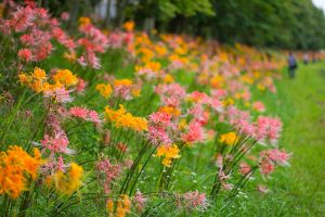 稗田川、彼岸花、リコリス、秋の花、9月、愛知県高浜市の観光・撮影スポットの画像と写真