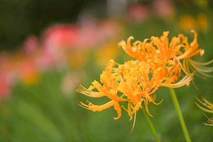 稗田川、彼岸花、リコリス、秋の花、9月、愛知県高浜市の観光・撮影スポットの画像と写真