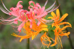 稗田川、彼岸花、リコリス、秋の花、9月、愛知県高浜市の観光・撮影スポットの画像と写真