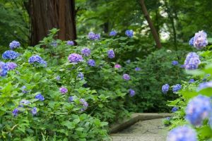 本光寺、あじさい寺、、6月の夏の花、愛知県額田郡の観光・撮影スポットの画像と写真