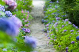 本光寺、あじさい寺、、6月の夏の花、愛知県額田郡の観光・撮影スポットの画像と写真