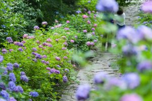 本光寺、あじさい寺、、6月の夏の花、愛知県額田郡の観光・撮影スポットの画像と写真