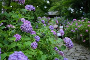本光寺、あじさい寺、、6月の夏の花、愛知県額田郡の観光・撮影スポットの画像と写真