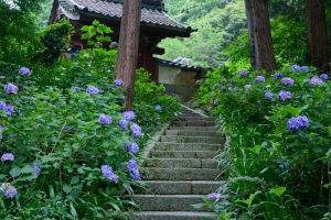 本光寺、あじさい寺、、6月の夏の花、愛知県額田郡の観光・撮影スポットの画像と写真