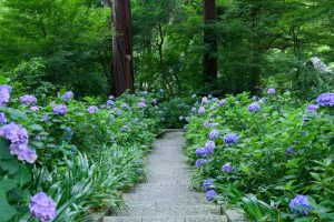 本光寺、あじさい寺、、6月の夏の花、愛知県額田郡の観光・撮影スポットの画像と写真