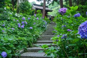 本光寺、あじさい寺、、6月の夏の花、愛知県額田郡の観光・撮影スポットの画像と写真