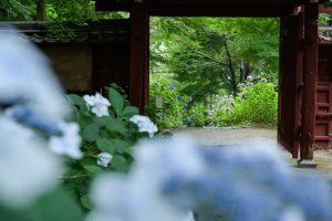 本光本光寺、あじさい寺、、6月の夏の花、愛知県額田郡の観光・撮影スポットの画像と写真