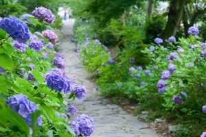 本光寺、あじさい寺、、6月の夏の花、愛知県額田郡の観光・撮影スポットの画像と写真